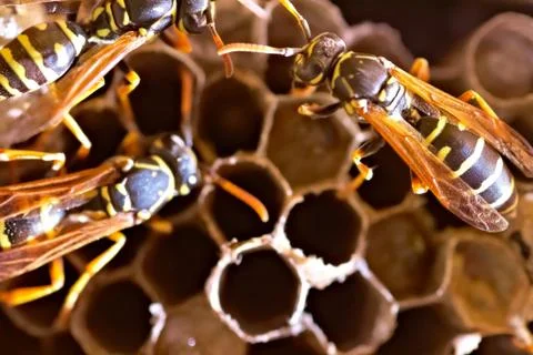 Hornet's nest Stock Photos