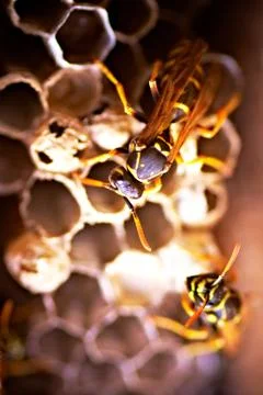 Hornet's nest Foto stock
