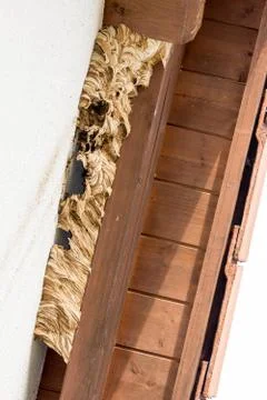 Hornets' nest Foto stock