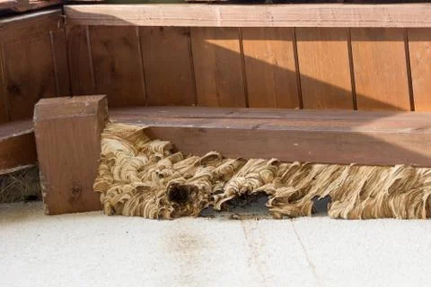 Hornets' nest Stock Photos