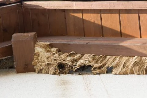 Hornets' nest Stock Photos
