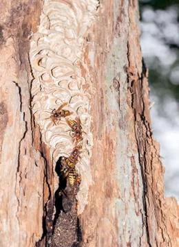 Hornets nest in the tree log Stock Photos