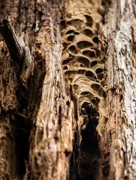 Hornets nest in the tree log Stock Photos