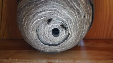 Hornets Nest Under The Deck. Stock Footage 93288649