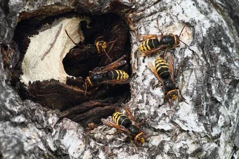 Hornets 스톡 사진