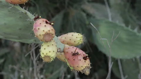 Hornets on prickly pear Stock Footage 53881344