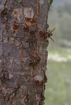 Hornets on Tree Trunk Stock Photos