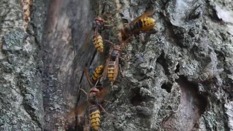 Hornets on a tree in the wild. Stock Photos