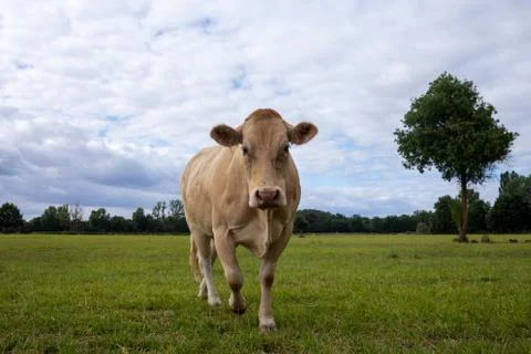Hornless beef cow on the field Stock Photos