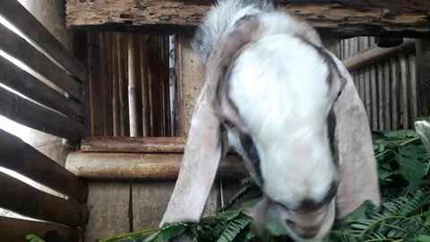 Hornless goat Stock Footage 203432271