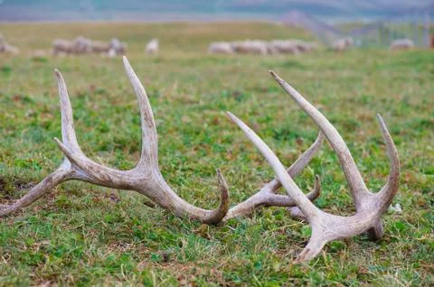 Horns of a deer Stock Photos