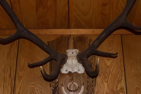 Horns of a deer trophy Stock Photos