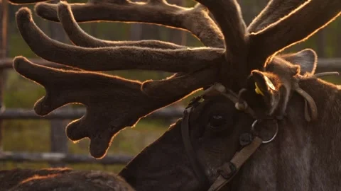 Horns of reindeer in the sunset Stock Footage 281766733