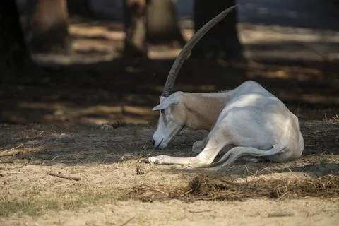 Horns in the Shade Stock Photos