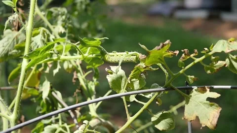 Hornworm eats Tomato plant  Stock Footage 249904246