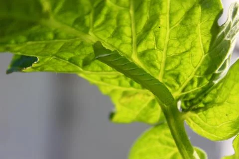 Hornworm on underside of leaf Stock Photos