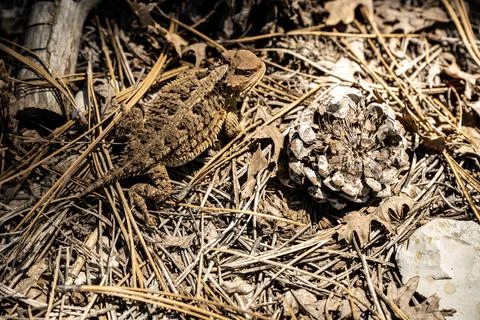 Horny Toad Blends in with the Pine Cones and Pine Straw Around Him Stock Photos