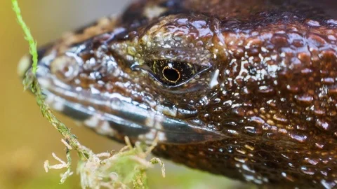 The Horrible Spiny Lizard (Echinosaura horrida) Stock Footage 83330847