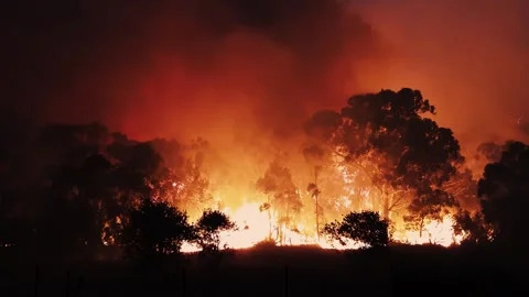 Horrifying Bushfire with Quickly Burning Trees 库存影片 261077460