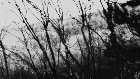 Horror Background - Scary Forest and Trees - 4K Copyright Free Stock Video Stock Footage 186937014