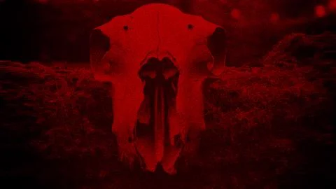 A horror  concept. Of an animal skull on a tree Stock Photos