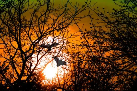 Horror concept image. Sunset through tree branches without leaves. Flying bat Photos