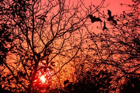 Horror concept image. Sunset through tree branches without leaves. Flying bat 스톡 사진