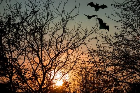 Horror concept image. Sunset through tree branches without leaves. Flying bat Photos