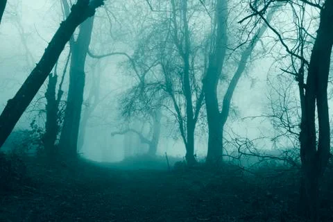A horror concept of a path through a spooky forest on a foggy winters day Stock Photos