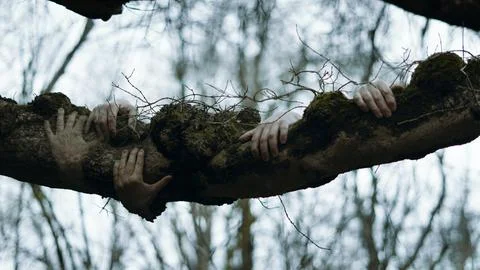 A horror concept. Spooky ghost like hands, holding on to a tree trunk. Stock Photos