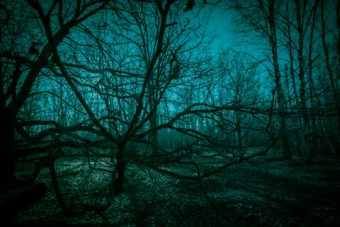 Horror dense ghostly dark forest. Scary creepy night landscape 스톡 사진