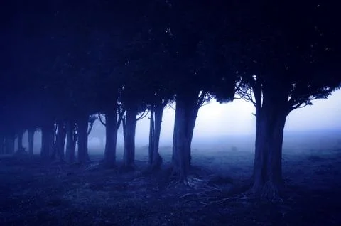 Horror forest at night Stock Photos