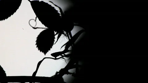 Horror full moon in forest Stock-Footage 518692