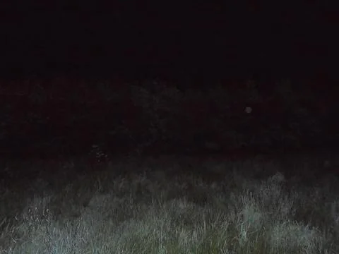 Horror-like image of ghostly lighted meadow in night. Stock Photos