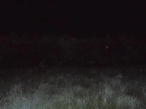 Horror-like image of ghostly lighted meadow in night. Stock Photos