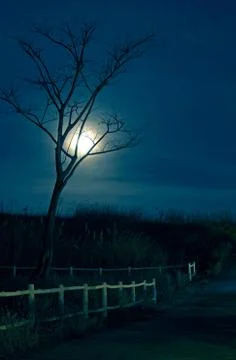 Horror Night Scene Stock Photos