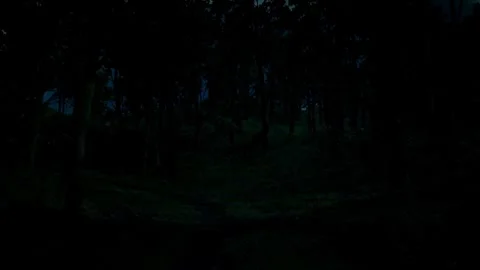 Horror Scene at Night, Dark Forest, Scary Shadows, Mystical Trees, Moonlight Stock Footage 270464208
