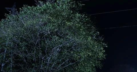 Horror shot of Huge tree Stock Footage 303878126