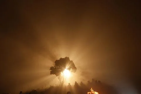 Horror shot of a Tree Night 写真素材