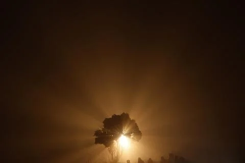 Horror shot of a Tree Night 写真素材