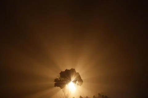 Horror shot of a Tree Night 写真素材