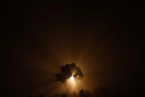 Horror shot of a Tree Night 写真素材