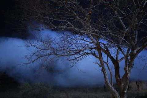 Horror shot of a Tree Night Stock Photos