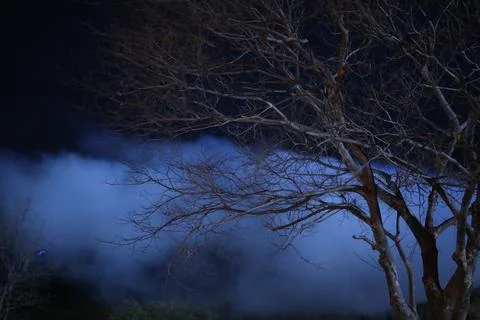 Horror shot of a Tree Night Stock Photos