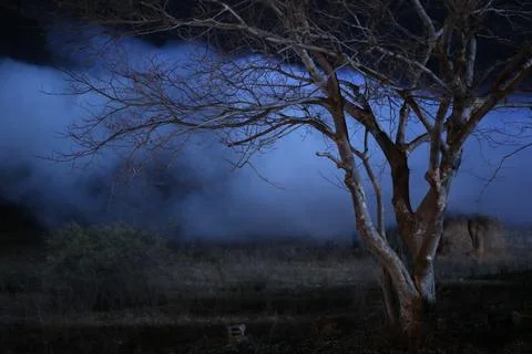 Horror shot of a Tree Night Stock Photos
