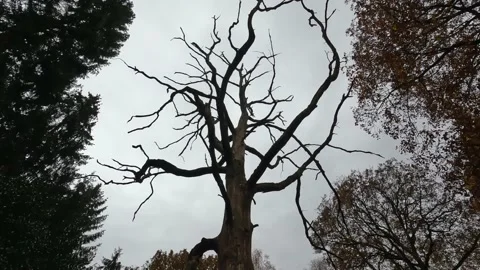Horror Tree Cursed Forest Dark Day 库存影片 228675451