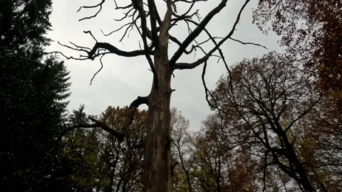 Horror Tree Cursed Forest Dark Day 2 库存影片 228675487