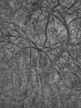 HORROR TREE Stock Photos