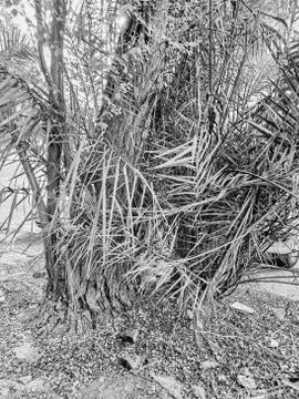 HORROR TREE Stock Photos