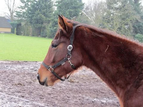 Hors Stock Photos